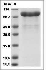 Human PAM / Peptidylglycine alpha?Amidating Monooxygenase Protein (His Tag)