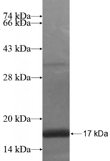 Recombinant Human ZSCAN4 SDS-PAGE