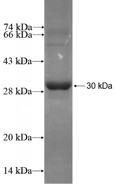 Recombinant Human STT3A SDS-PAGE