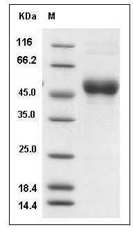 Sus scrofa (Pig) CD63 / Tspan-30 / Tetraspanin-30 Protein (Fc Tag) SDS-PAGE