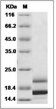 Human IL17 / IL17a (His Tag) recombinant protein
