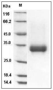 Human CD32a / FCGR2A Protein (167 Arg, His & AVI Tag), Biotinylated SDS-PAGE