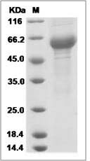 Il6r protein SDS-PAGE