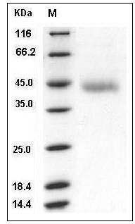 Mouse OMGP / OMG Protein (aa 1-245, His Tag) SDS-PAGE
