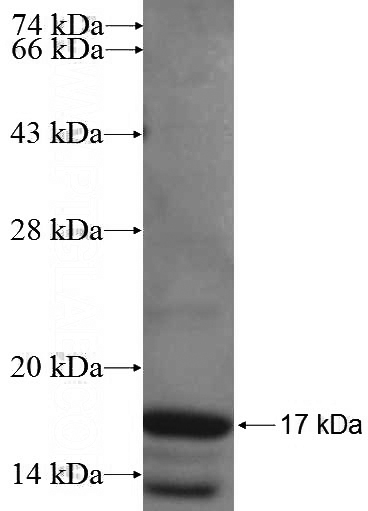 Recombinant Human TBX1 SDS-PAGE