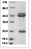 Rabbit IL23 / IL12B & IL23A Heterodimer Protein