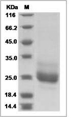 GPIHBP1 protein SDS-PAGE