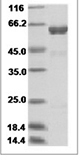 H5N8 HA Protein 14130