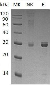 Human SELENOI/EPT1/KIAA1724/SELI (GST tag) recombinant protein
