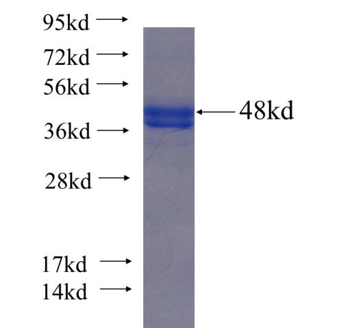 Recombinant Arabidopsis thaliana ATCPSF30 SDS-PAGE