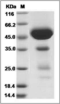 Rat CLEC2D / OCIL Protein (Fc Tag) SDS-PAGE