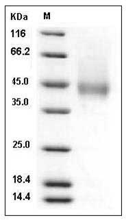 Cynomolgus CD16 / FCGR3 Protein (His & AVI Tag), Biotinylated SDS-PAGE