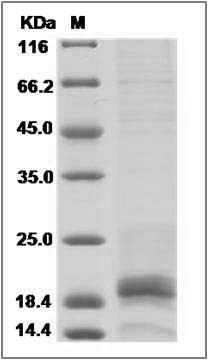 Mouse IFNG / Interferon Gamma Protein SDS-PAGE