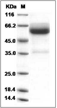 Cynomolgus HVEM / TNFRSF14 Protein (Fc Tag) SDS-PAGE