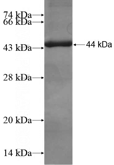 Recombinant Human IL-4I1 SDS-PAGE