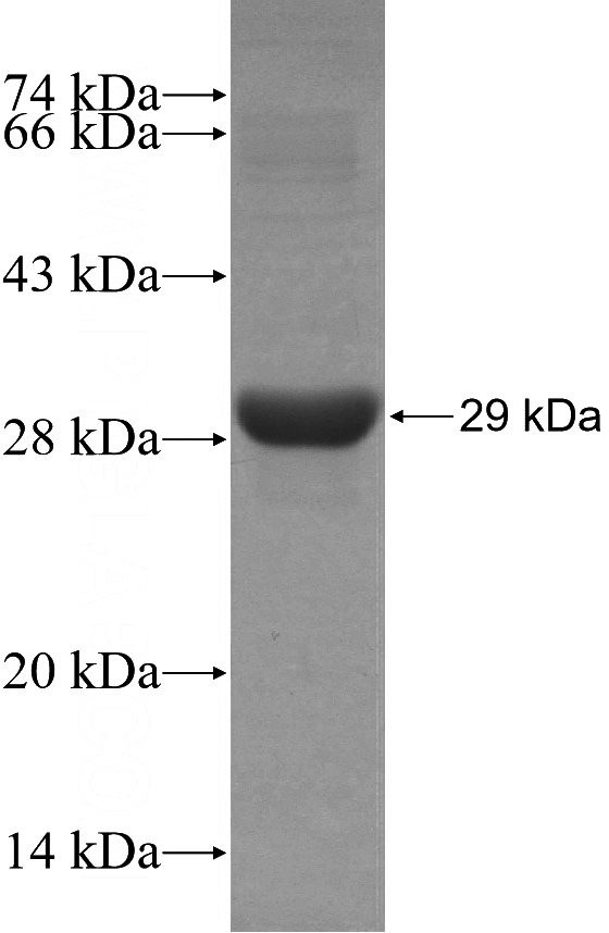 Recombinant Mouse mouse Caspase 4 SDS-PAGE