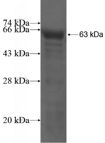 Recombinant Human ATE1 SDS-PAGE