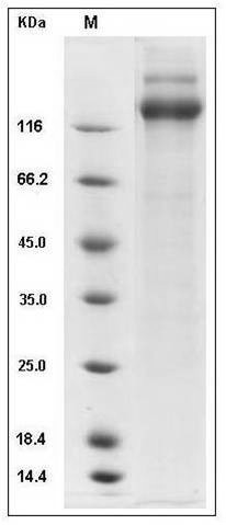 CMV Glycoprotein B / gB Protein (Fc Tag) SDS-PAGE