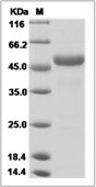 Rat RCN3 Protein (His Tag)