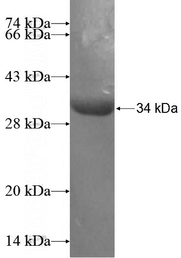 Recombinant Human PCDH24 SDS-PAGE