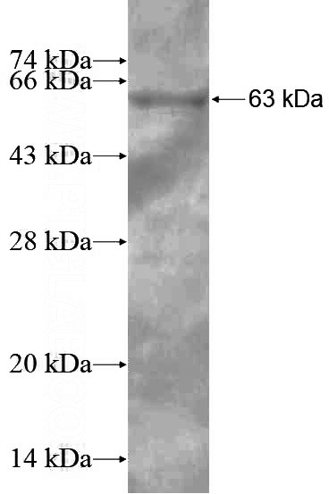 Recombinant Human MYNN SDS-PAGE