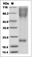 Human Dystroglycan / DAG1 Protein (His Tag)