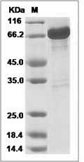 Human GAD65 / GAD2 / GAD-2 Protein (GST Tag)