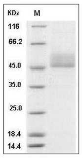 Mouse CD3D & CD3E Heterodimer Protein SDS-PAGE