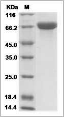 Cynomolgus Neuropilin-1 / NRP1 / CD304 Protein (His Tag)