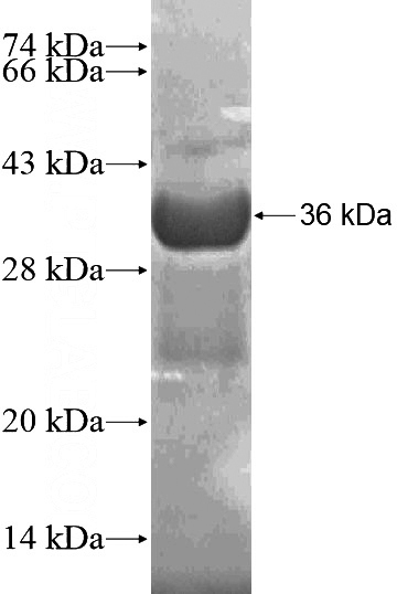 Recombinant Human FAM174A SDS-PAGE