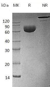 Human CD274/B7H1/PDCD1L1/PDCD1LG1/PDL1 (mFc tag) recombinant protein