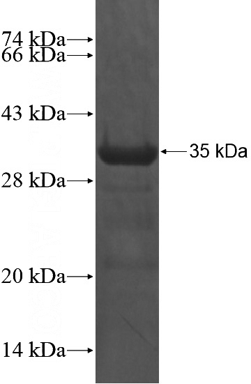Recombinant Human TRIM40 SDS-PAGE