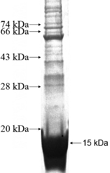 Recombinant Human GPR171 SDS-PAGE