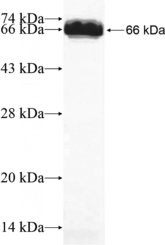 Recombinant Human SPARCL1 SDS-PAGE
