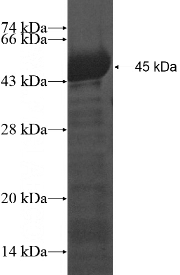 Recombinant Human DOPEY1 SDS-PAGE