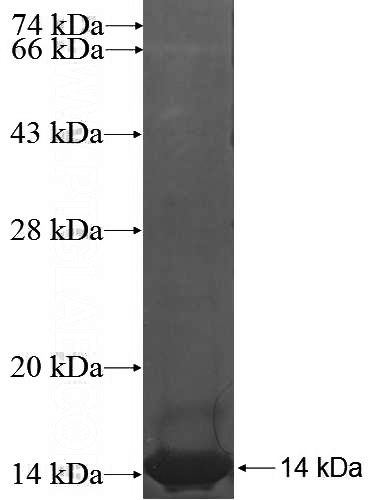 Recombinant Human C8orf4 SDS-PAGE