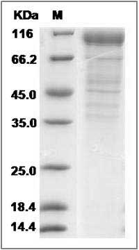 Cynomolgus CD36 / SCARB3 Protein (Fc Tag) SDS-PAGE