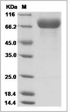 Cynomolgus B7-H6 / B7H6 Protein (Fc Tag)