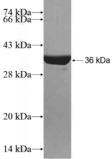 Recombinant Human PSME2 SDS-PAGE
