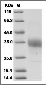 Cynomolgus ACVR2B / ACTRIIB Protein SDS-PAGE