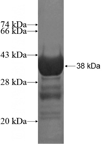 Recombinant Human SFRS2 SDS-PAGE