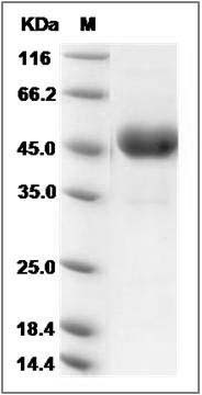 Rat CD302 / CLEC13A Protein (Fc Tag) SDS-PAGE