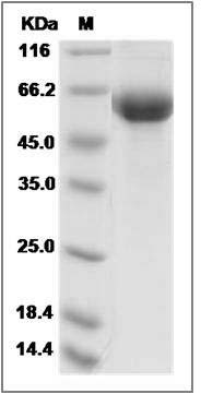 Canine TrkA / NTRK1 Protein (His Tag) SDS-PAGE