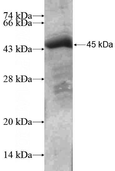 Recombinant Human NUDT11 SDS-PAGE