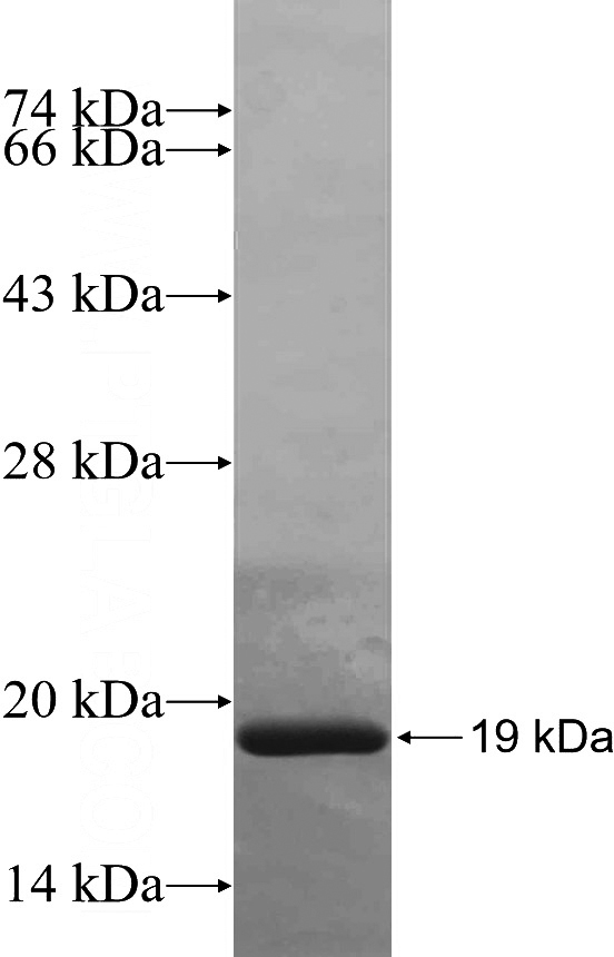 Recombinant Human FAM32A SDS-PAGE