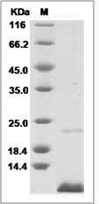 Rat CD81 / TAPA-1 Protein