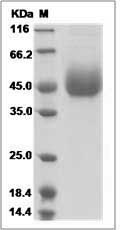 Rhesus TNFRSF4 / OX40 / CD134 Protein (His Tag)