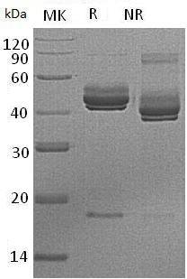 Mouse IL-23a & IL-12b recombinant protein