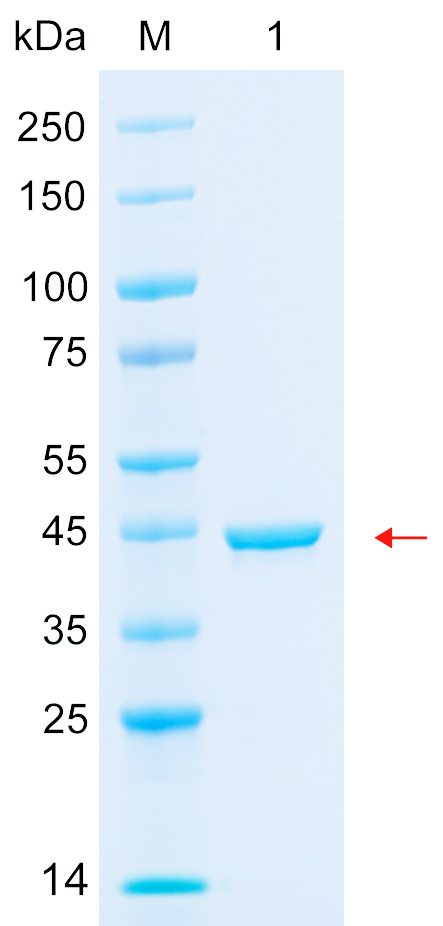 HRV-3C Protease (GST Tag) SDS-PAGE