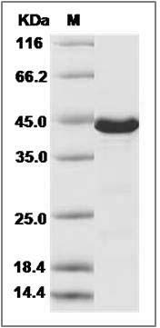 Human ERK3 / MAPK12 / P38-gamma Protein SDS-PAGE